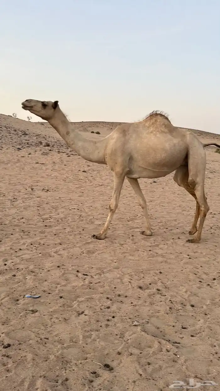 بكره بكر بنت الاعور جمل القرشي اختها مبيوعه بمليون ونص 6