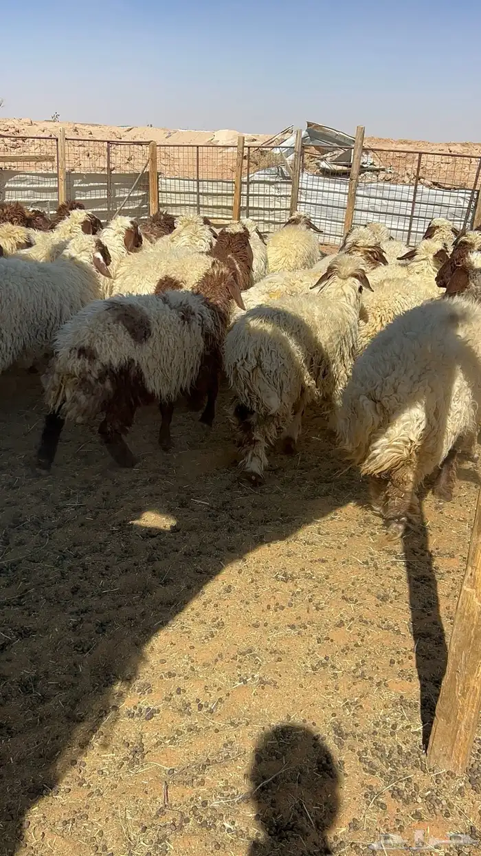 جذعات نعيم رخال 2