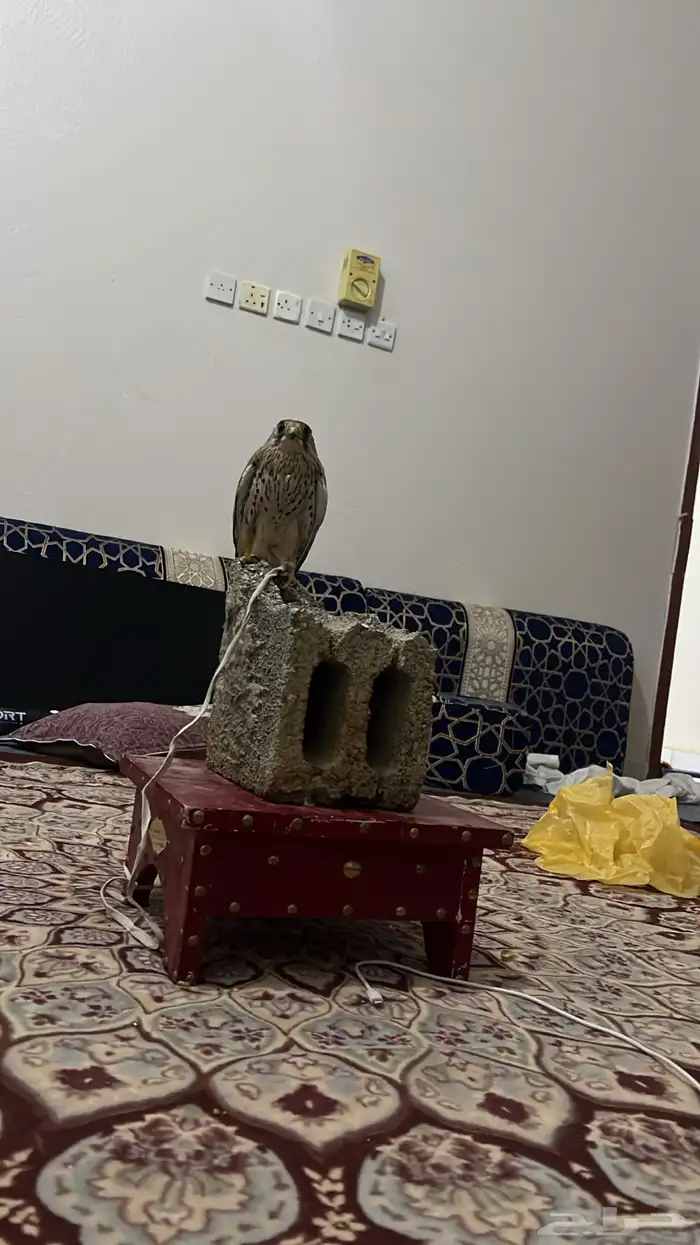 شبوط للبيع ذكر 0