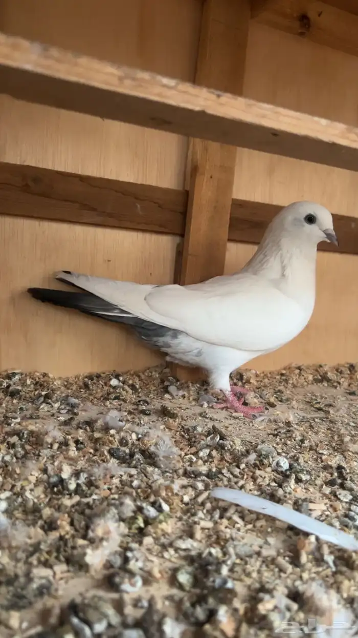 اجواز وحشيات من الطيور القويه دم صافي 5