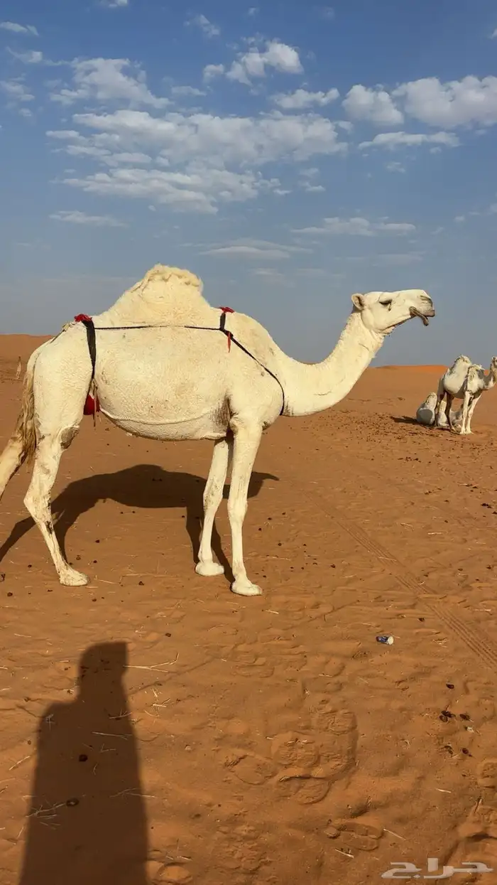 للبيع ضروبه وضحا 0