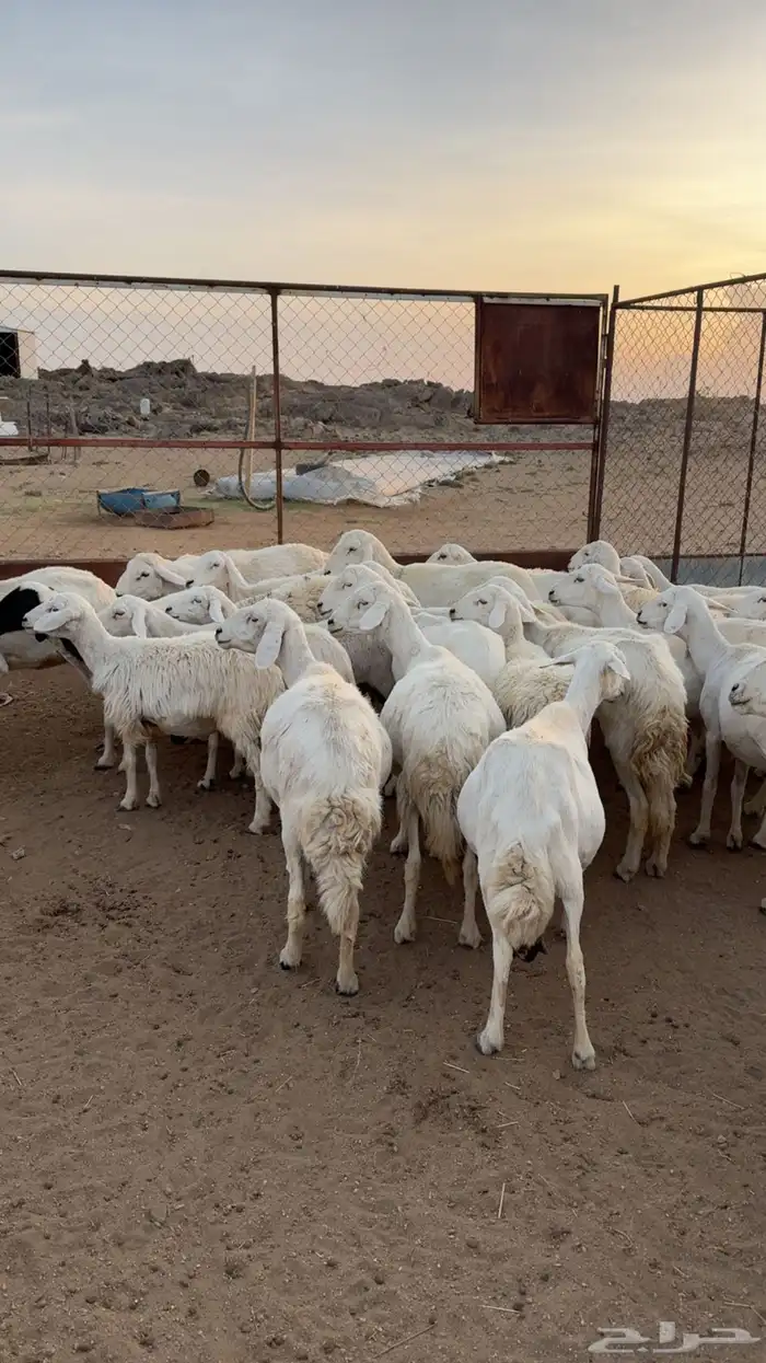 غنم حصيب بفحلها 12