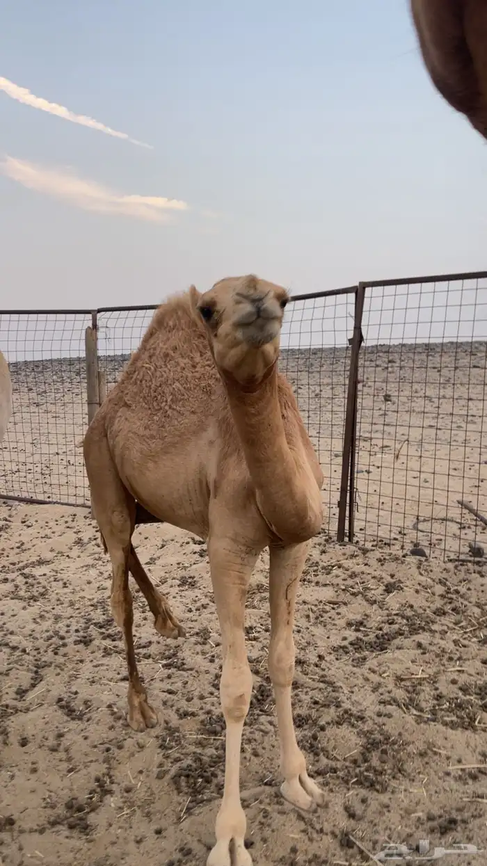 قعود حر 0