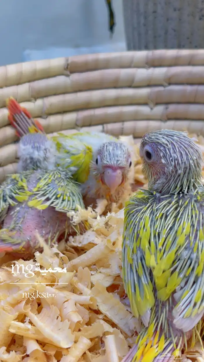 فروخ كنيوزر صن شيك ما شاء الله 4