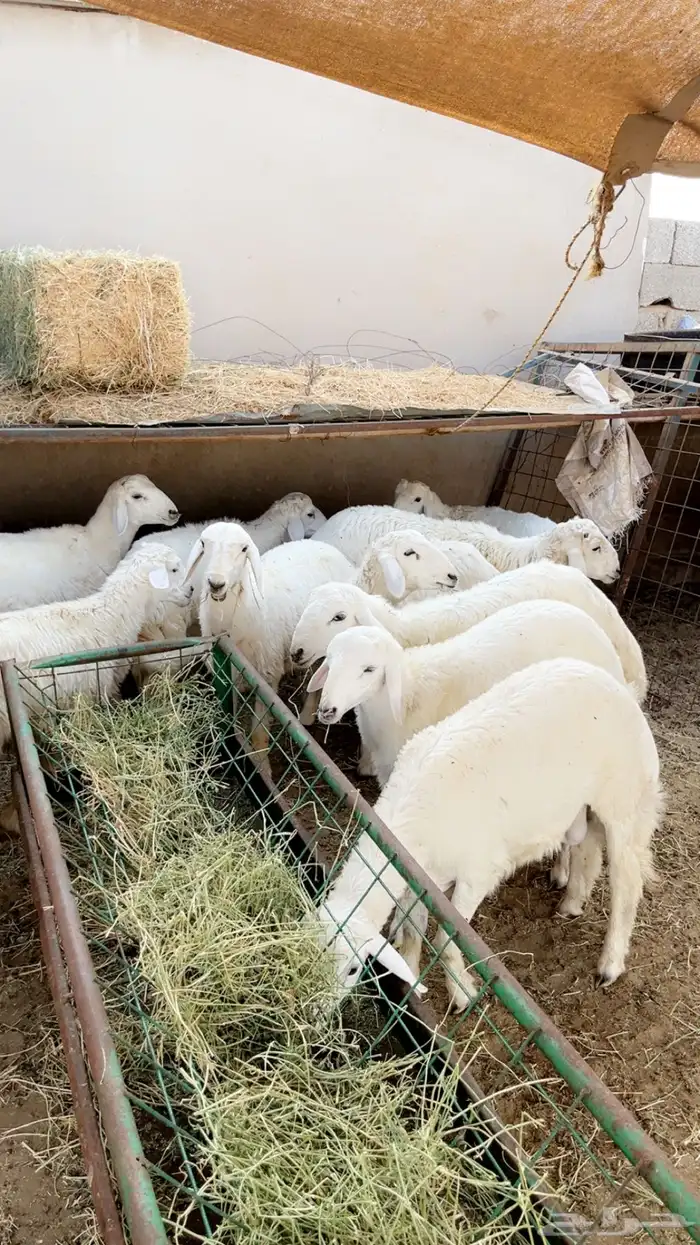 طليان حريه ثلاجه ومناسبات يوجد ذبح وتوصيل 9