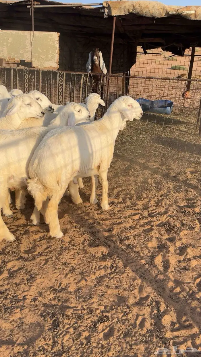 بهم حري فاخر وجبر ومشاريع فحول 6