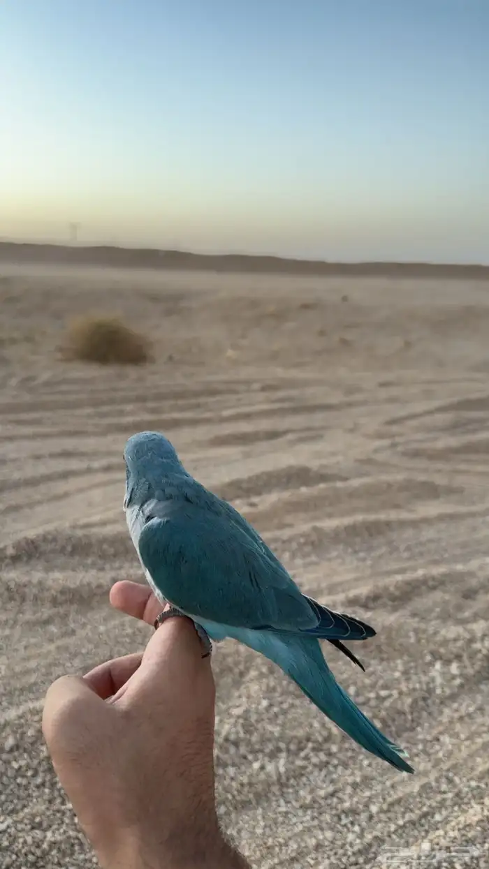 فرخ كويكر 0