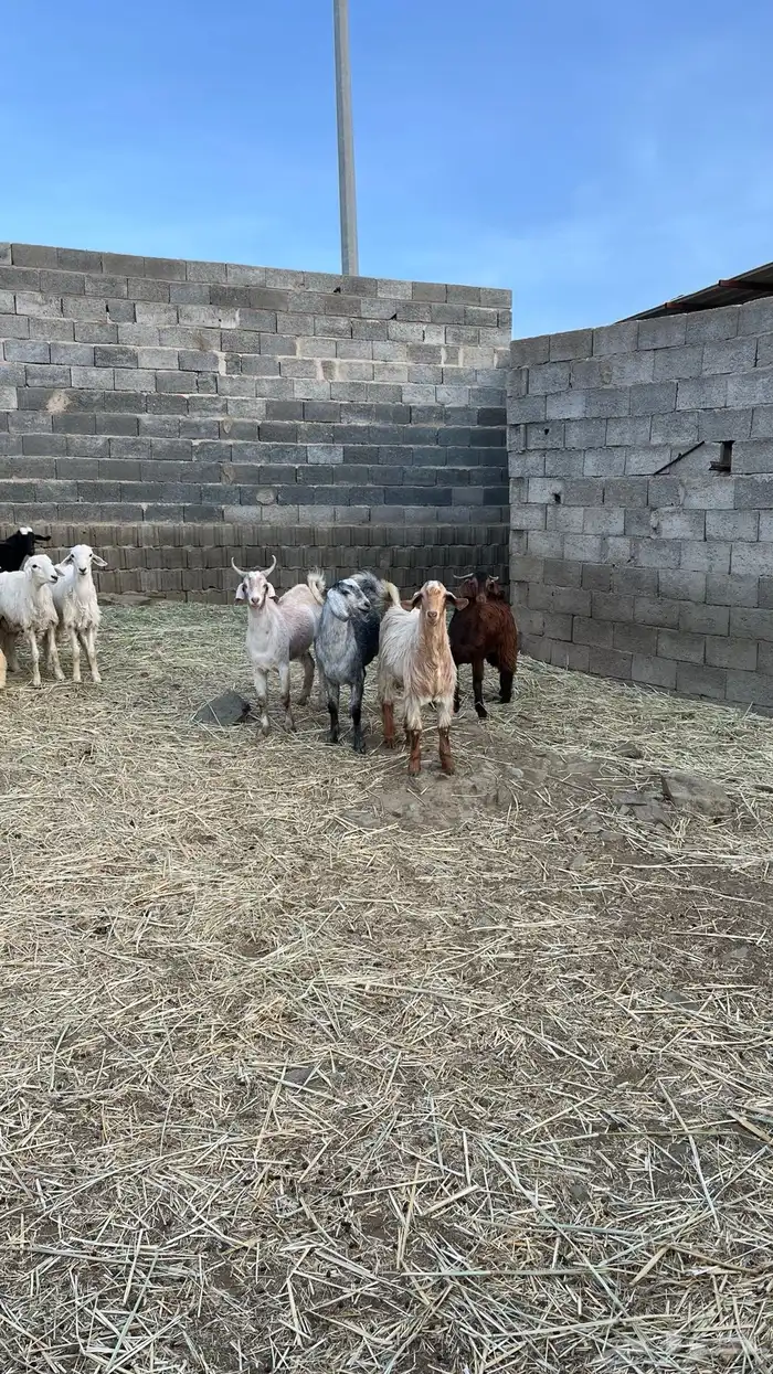 تيوس جبرة 0