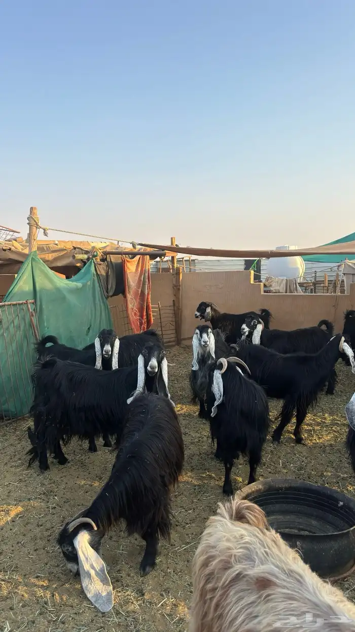 للبيع معزا جملة 1