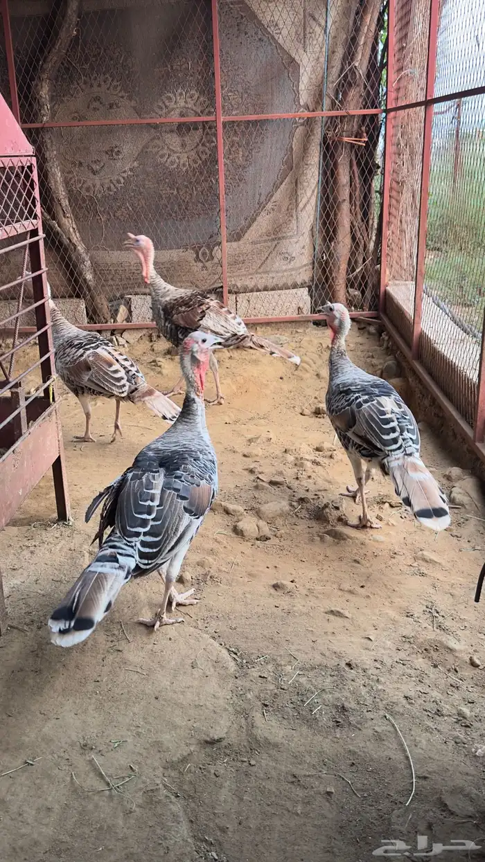 دجاج رومي للبيع 1