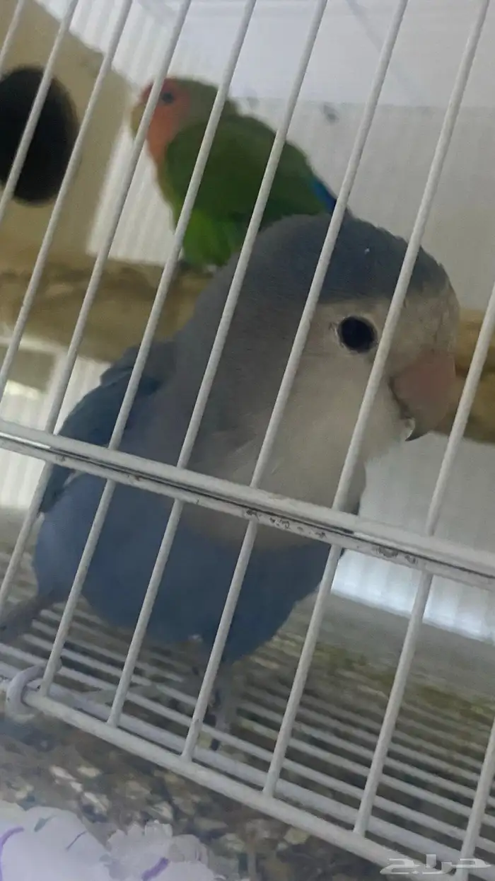 جوز روز منتج 2