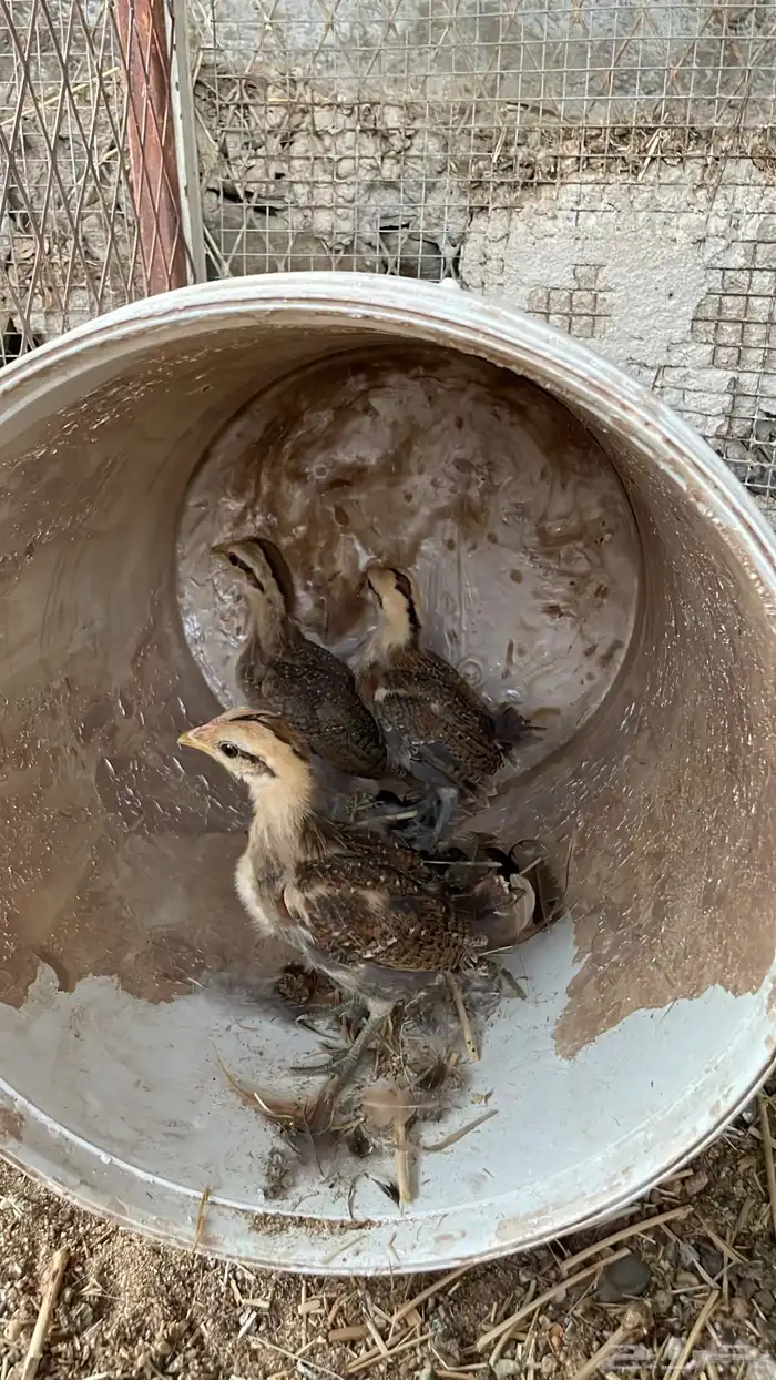 فروخ دجاج عربي فري 3