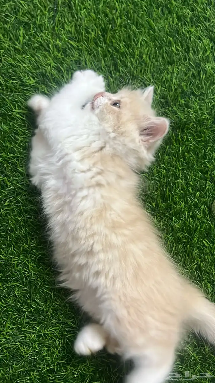 للبيع قطط صغار 5