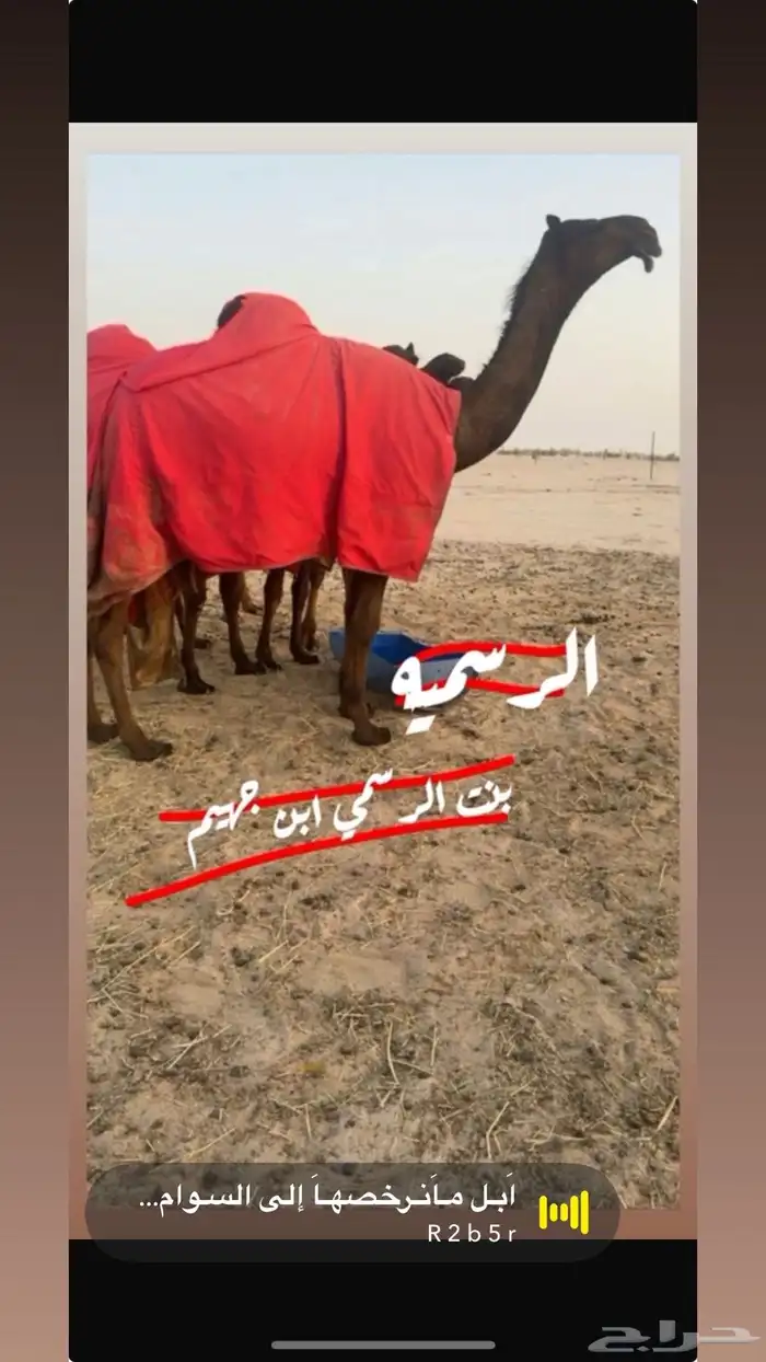 للبيع بكره على بعير سالم بن راشد ال جهيم ولد وحيدان 0