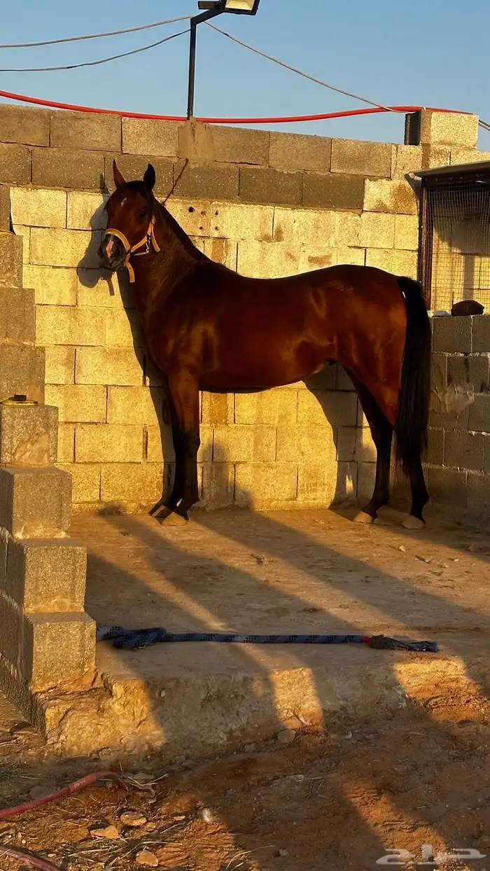 مهره شعبيه 2