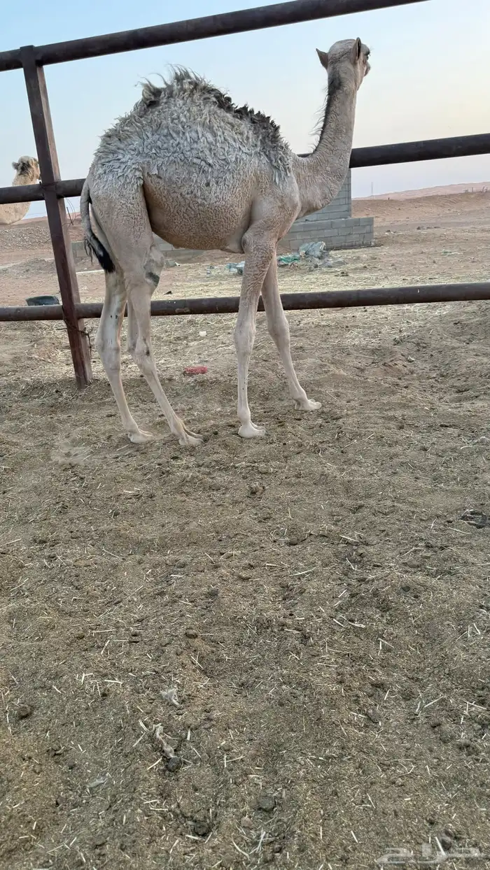 قعود للبيع 0
