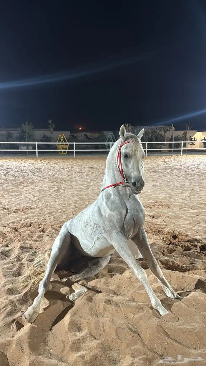 حصان واهو شيخ 3