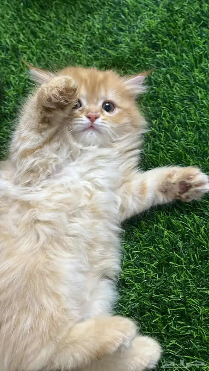 للبيع قطط صغار 2