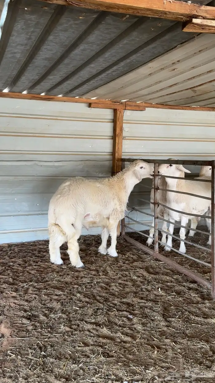 مشروع فحل حري 0