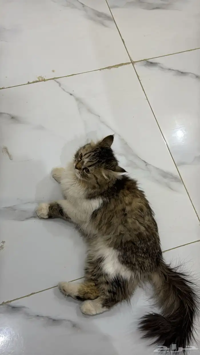 قطه مفقوده 1