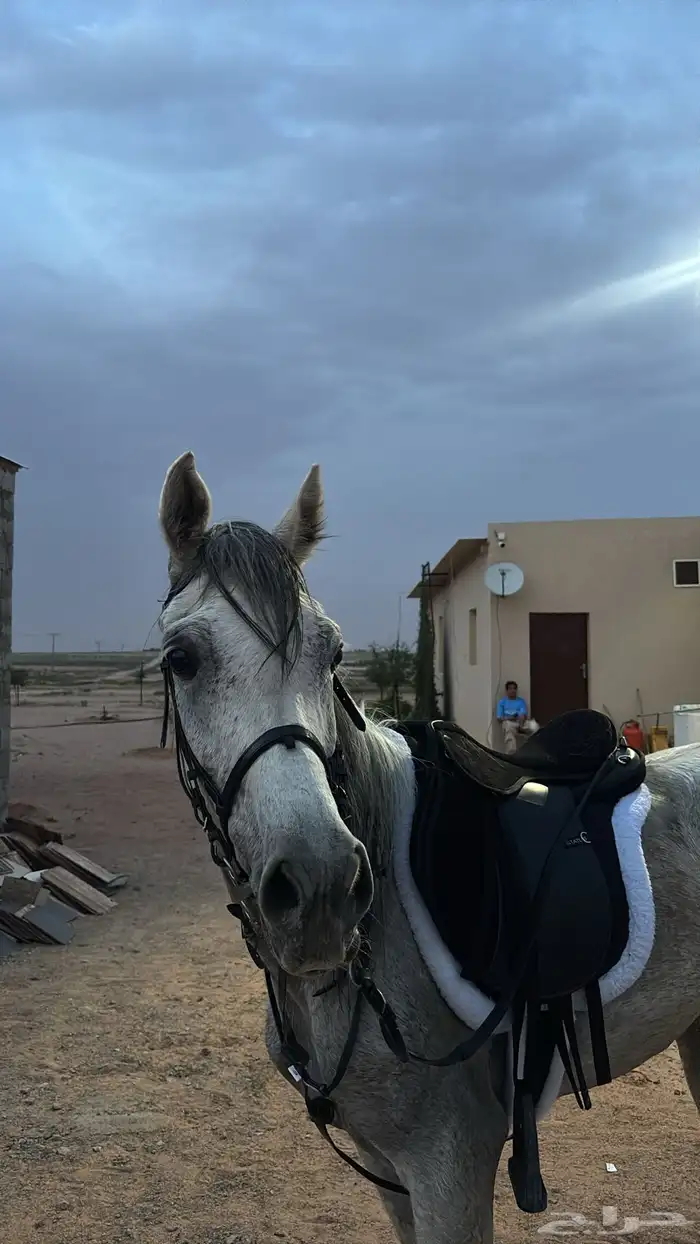 فرس شعبيه 1