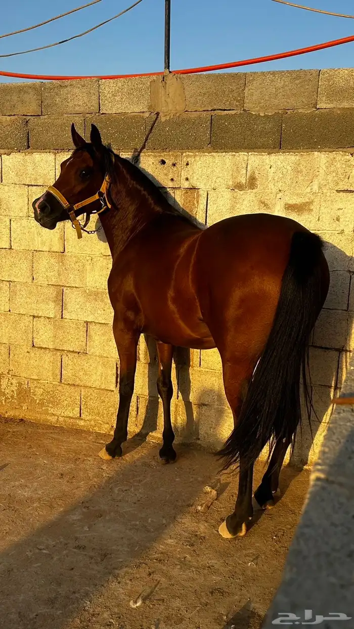 مهره شعبيه 0