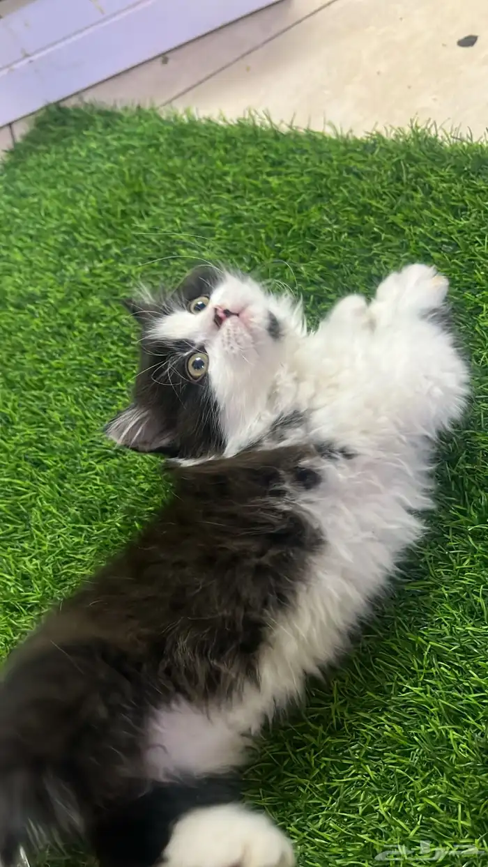 للبيع قطط صغار 7