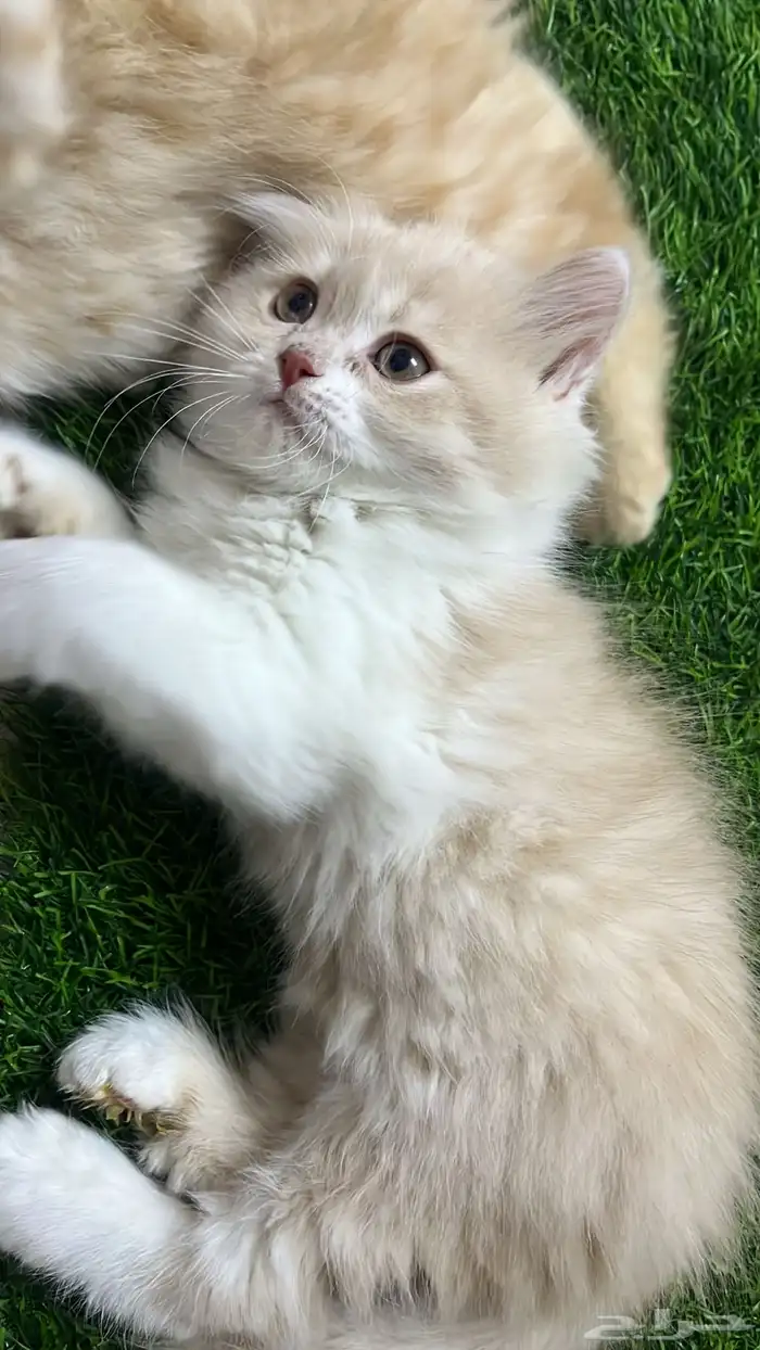 للبيع قطط صغار 6
