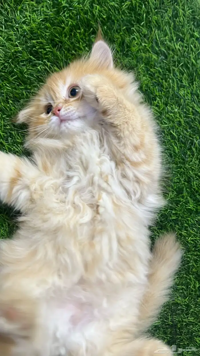 للبيع قطط صغار 3