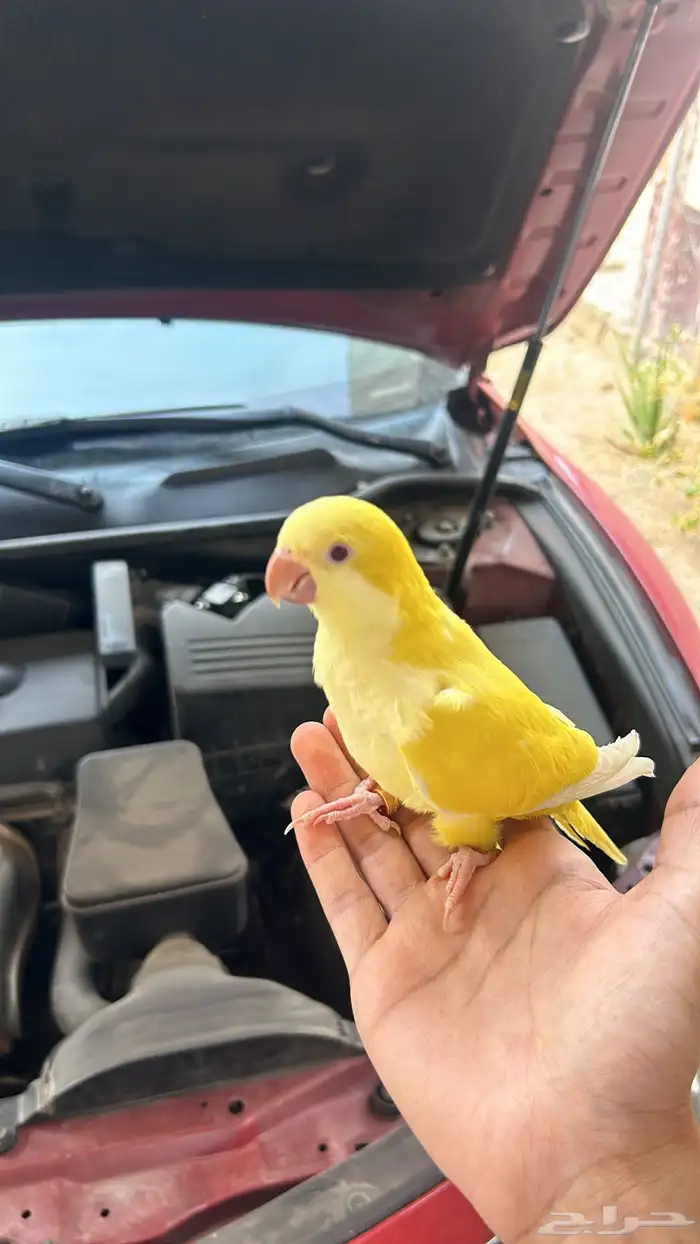 ببغاء كويكر لاتينو اليف ومتكلم 3