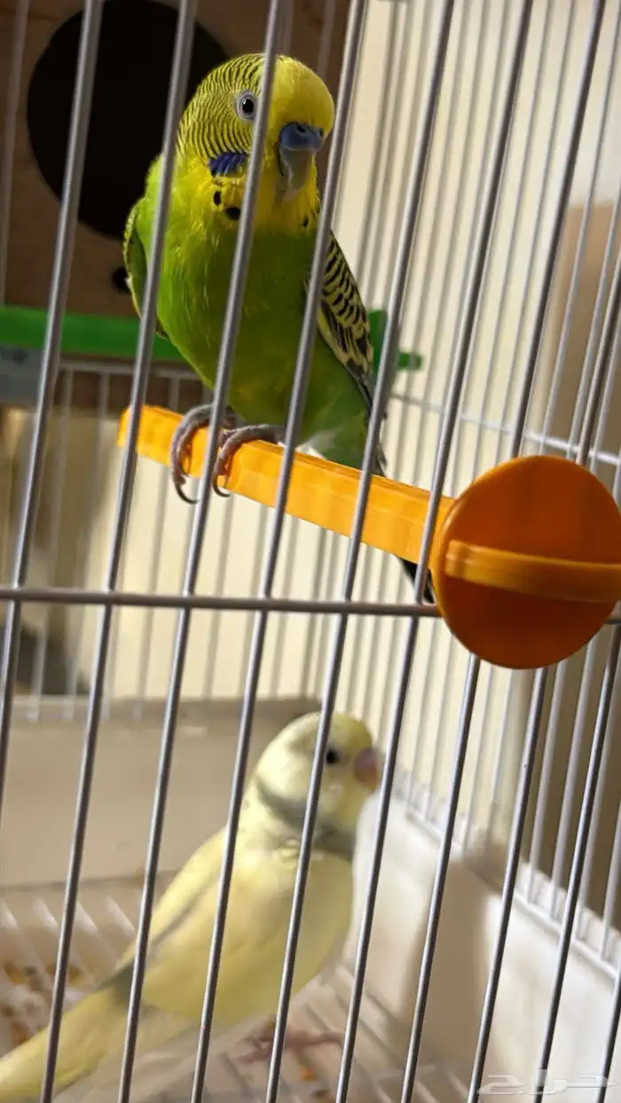 بادجي زوج ذكر وأنثى اليف جد ا 4