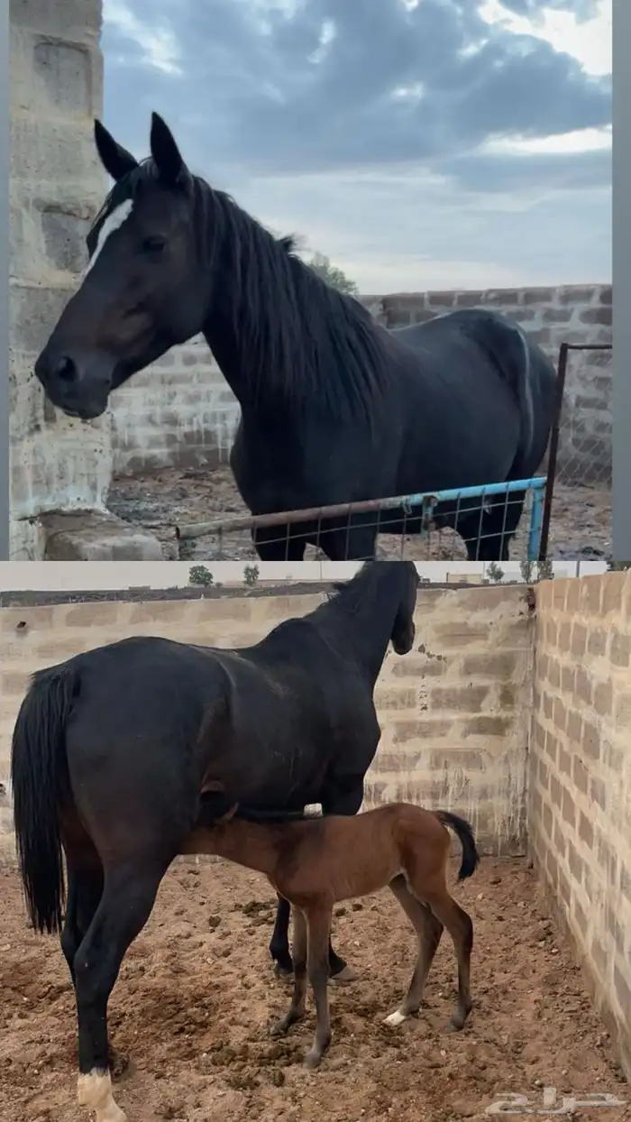 فرس انجليزية مسجله للبيع سعر مناسب جدا 0