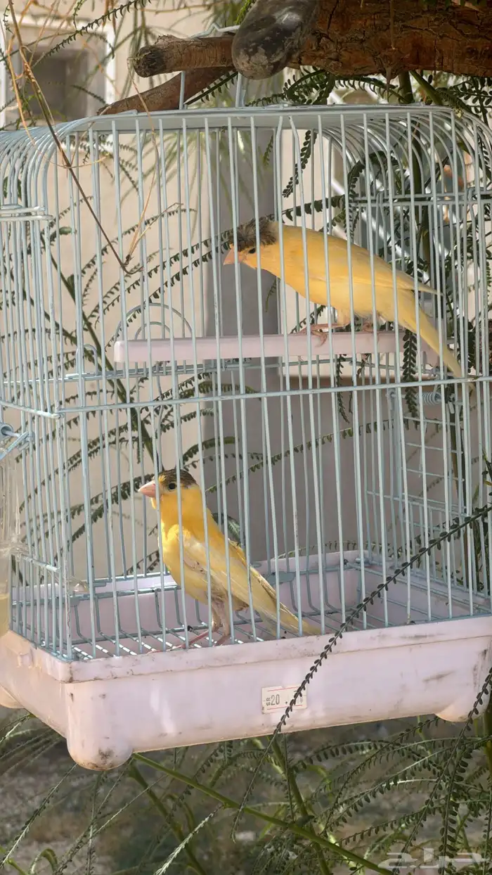 جوز كناري ذكر و انثى 2