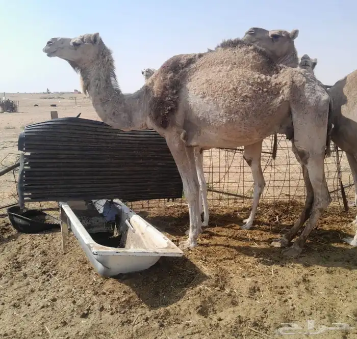 بنت مهاجر الشيبه 3