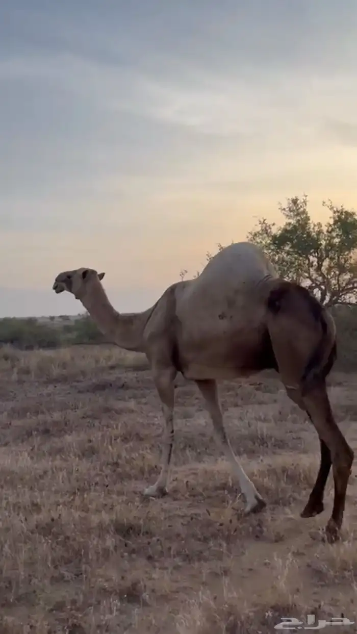 ناقه للبيع السن ناب ام ثالث الموقع بيش 0