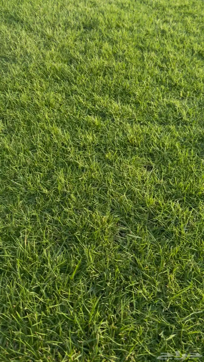 ثيل طبيعي على الشرط 1