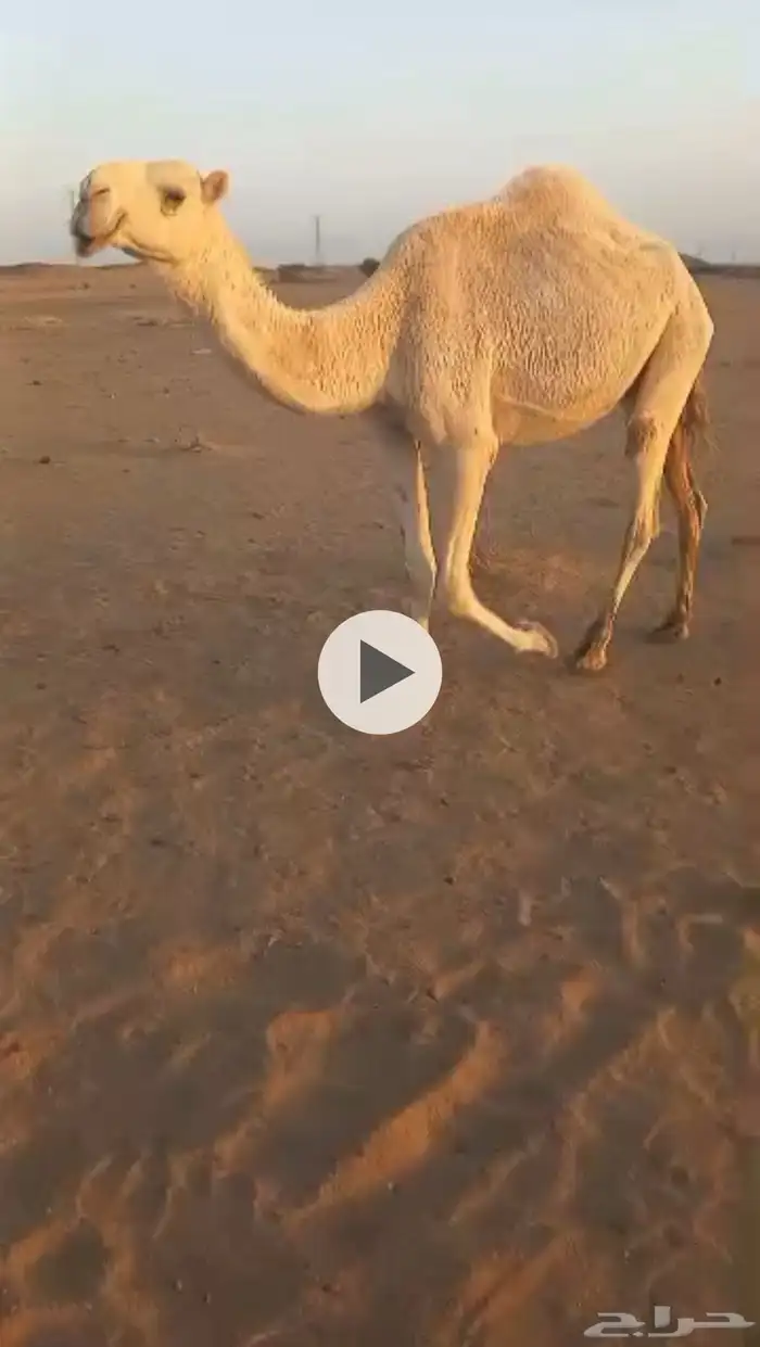 ضروبه وضحا رمانيه بكر 1