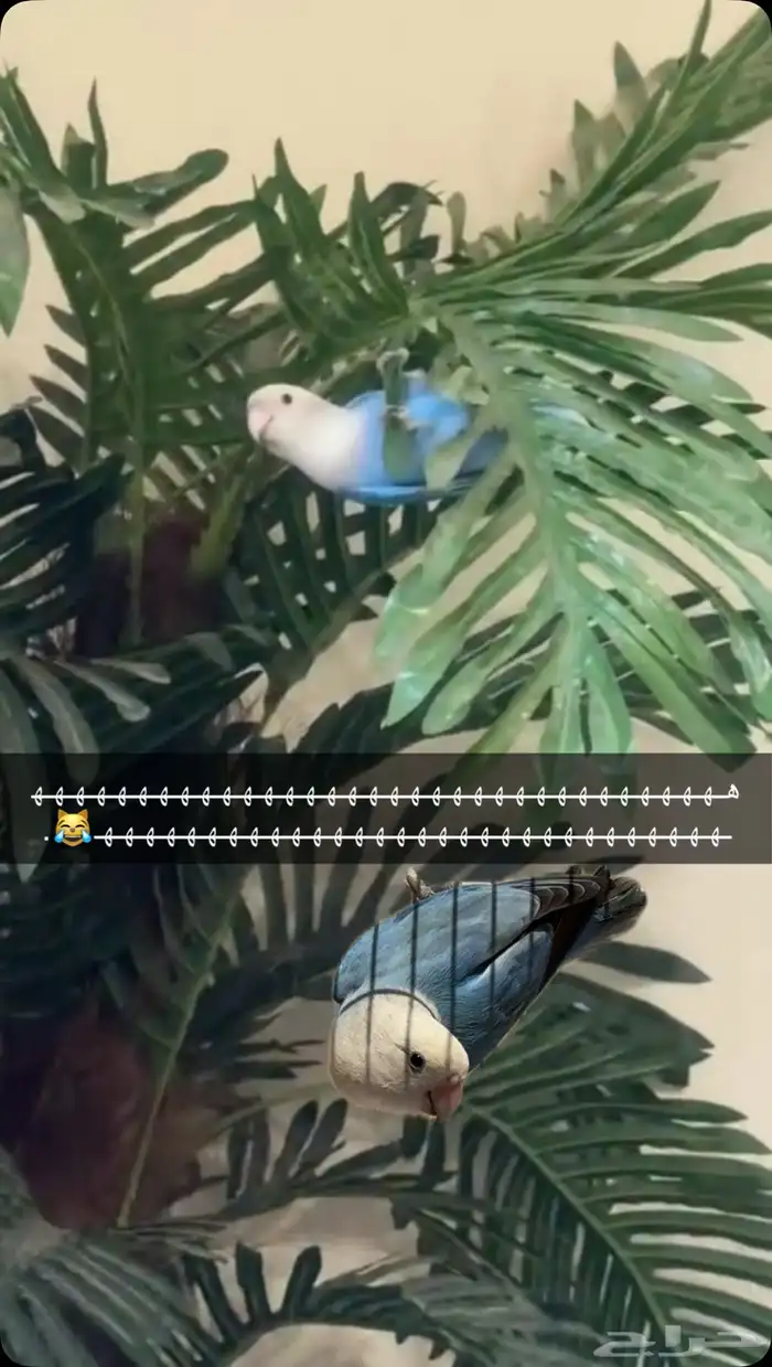طير الروز 3