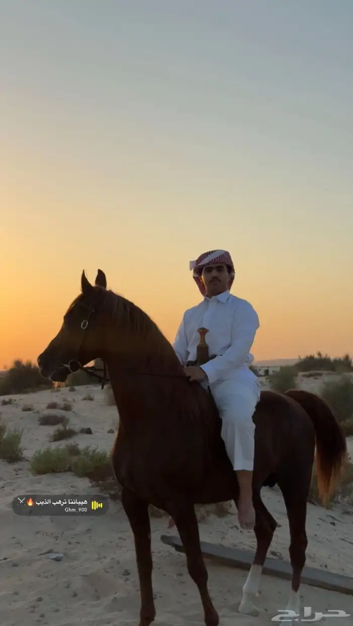 حصان واهو 4