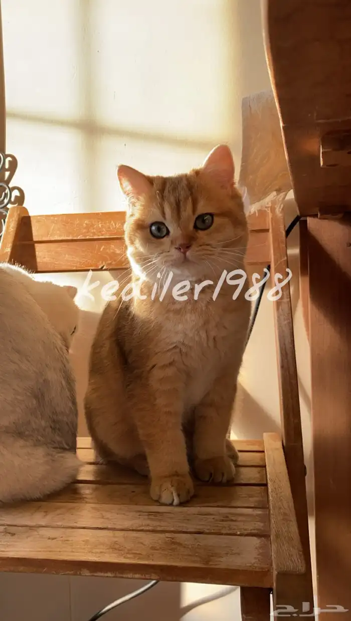 كيتن مسجله مستوى عالي 7