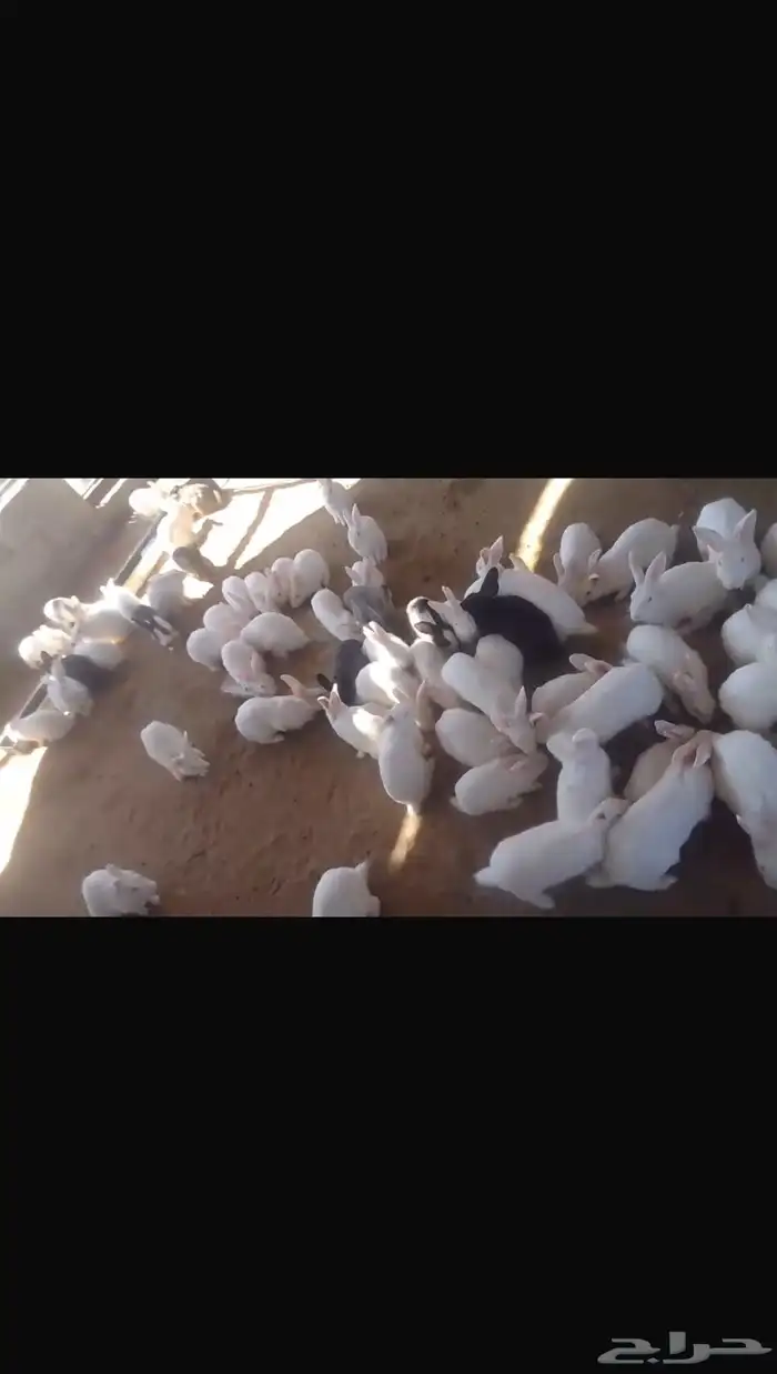 ارنب للبيع 1