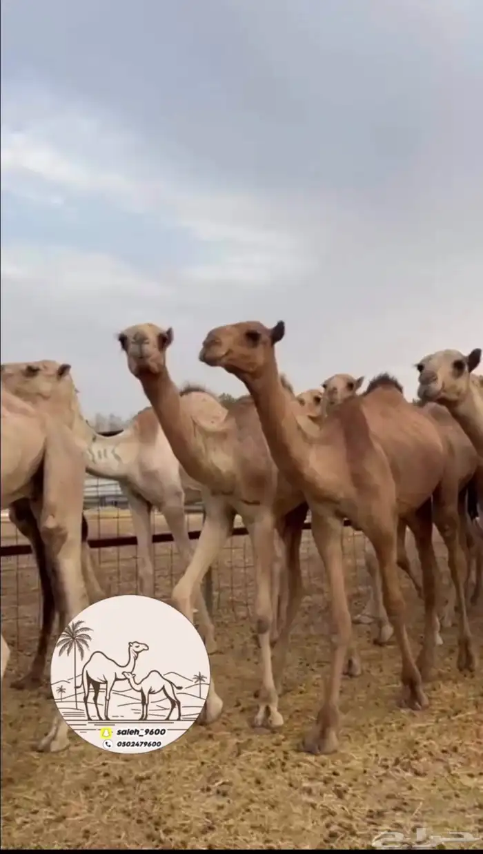 قعدان صومالي جديده 4