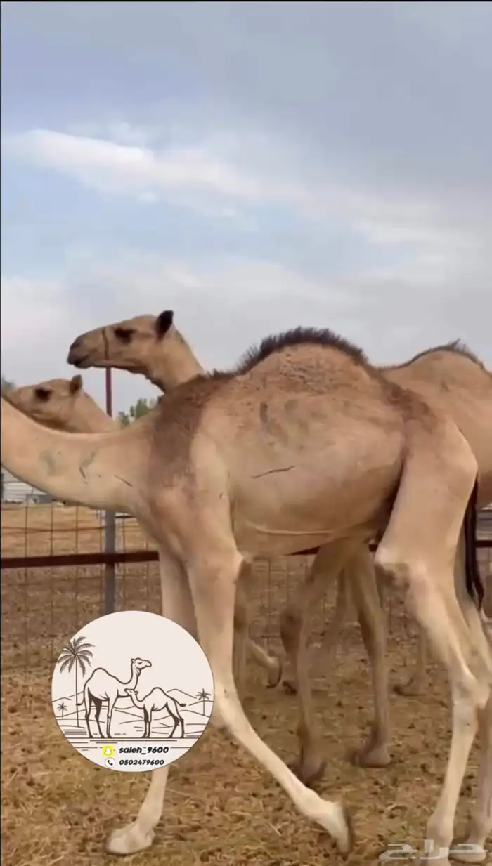 قعدان صومالي جديده 0