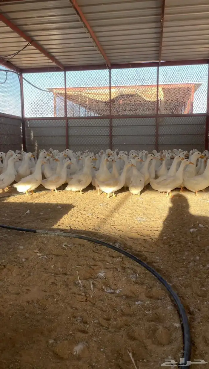 دجاج وبط 3