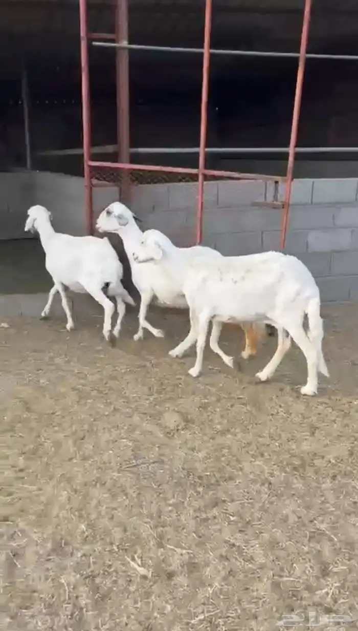 ضان للبيع 0