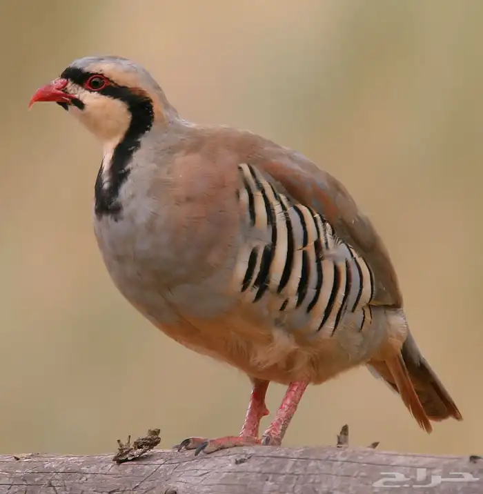 للبيع حجل شنير (تم البيع) 0