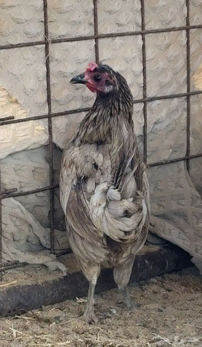 اعرض لكم دجاج 4