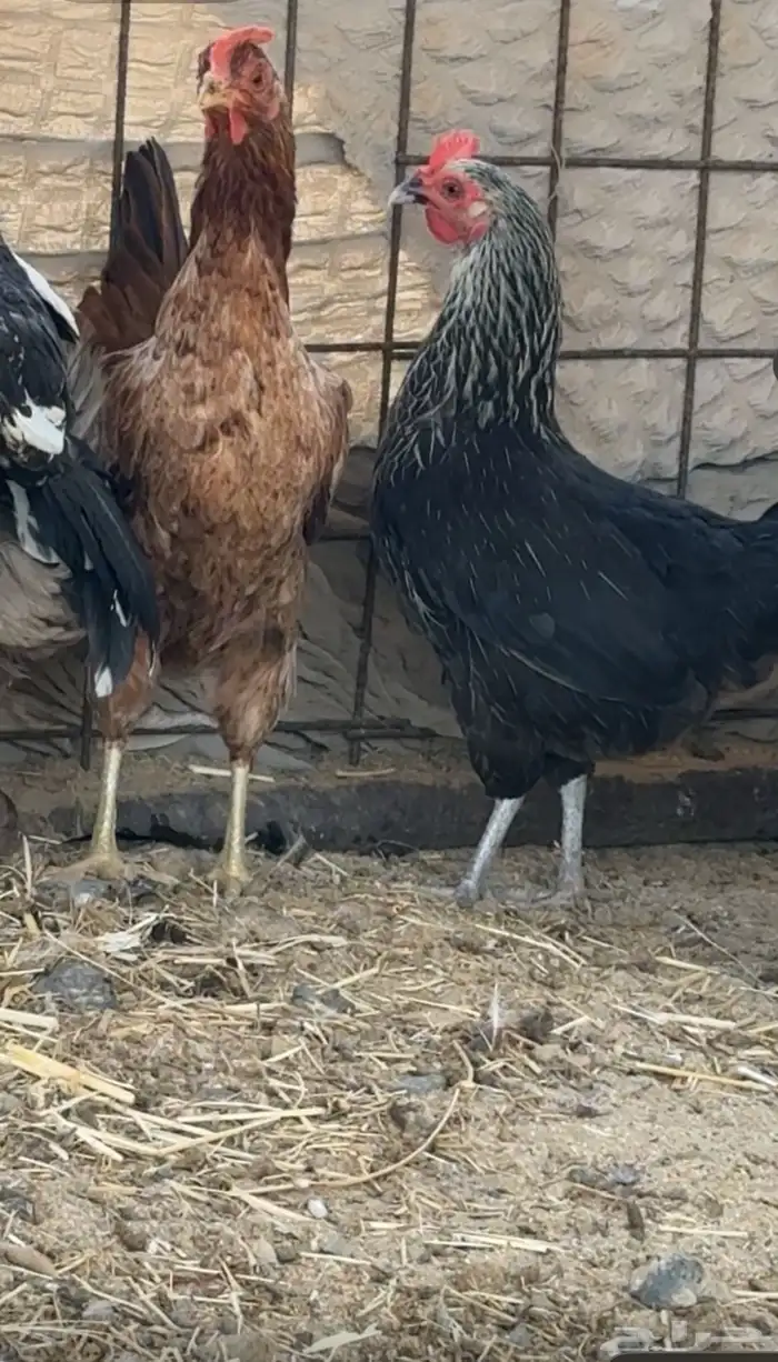 اعرض لكم دجاج 1