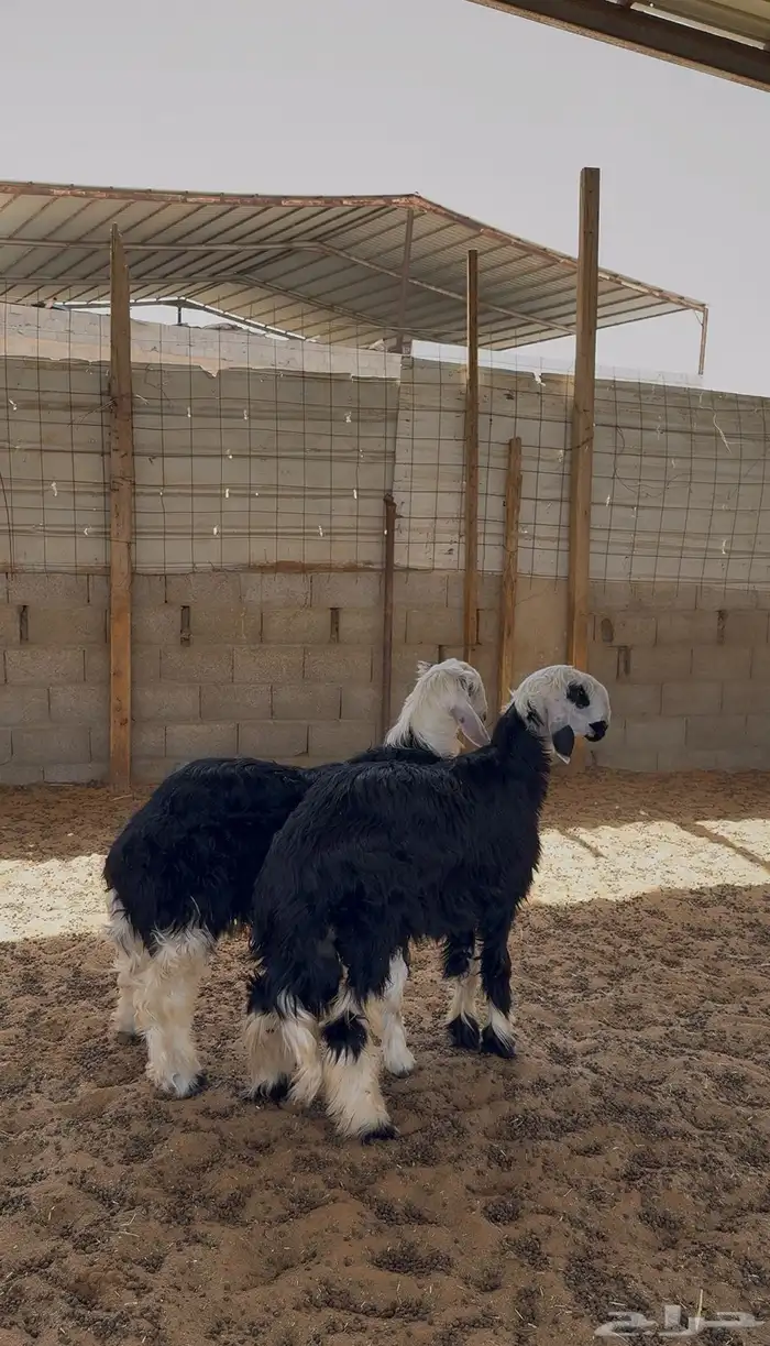 خرفان نجد 1