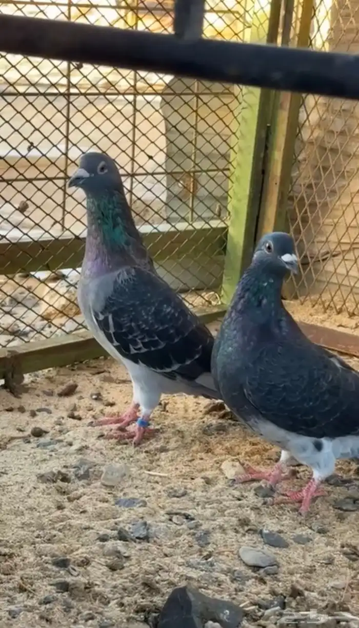 للبيع جوز زاجل سباق 4